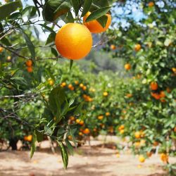 citrus_farming